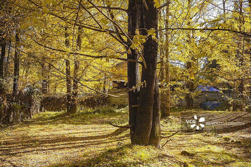 腾冲银杏村图片素材