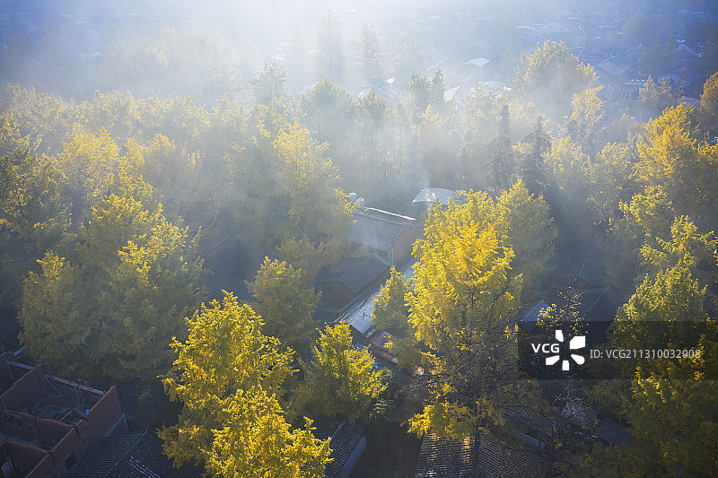 腾冲银杏村图片素材