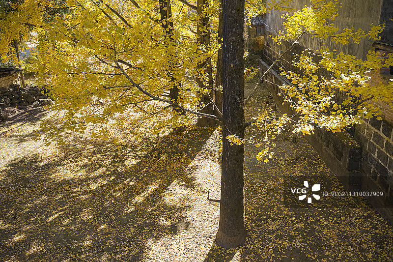 腾冲银杏村图片素材