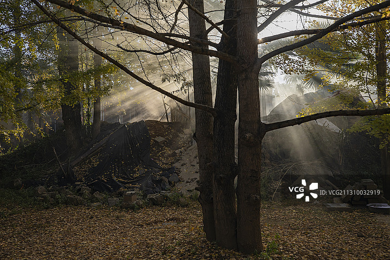 腾冲银杏村图片素材
