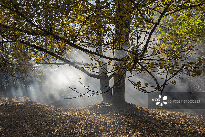 腾冲银杏村图片素材