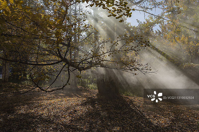 腾冲银杏村图片素材