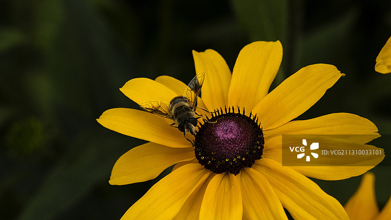 蜜蜂、雏菊 Bees and daisies图片素材