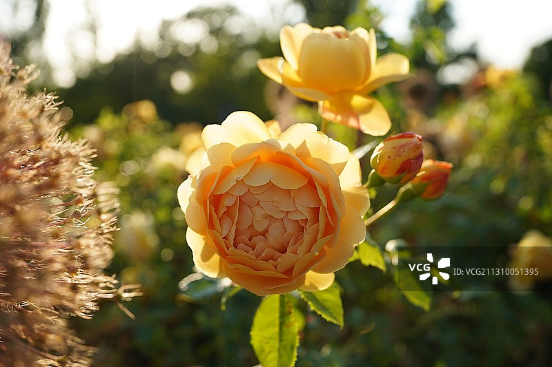 奥地利维也纳的黄色玫瑰花特写图片素材