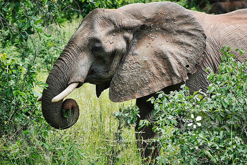 非洲象在鲁阿哈国家公园觅食的场景（坦桑尼亚伊林加）图片素材