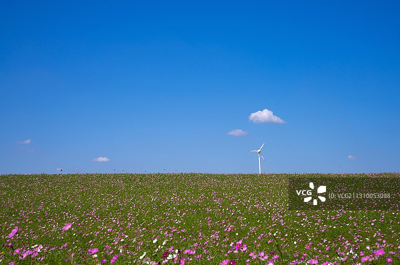 蓝色天空下田野上的花卉植物图片素材