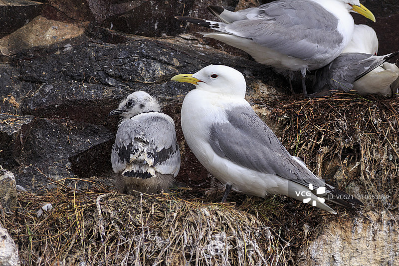 高视角下的田野栖息鸟图片素材
