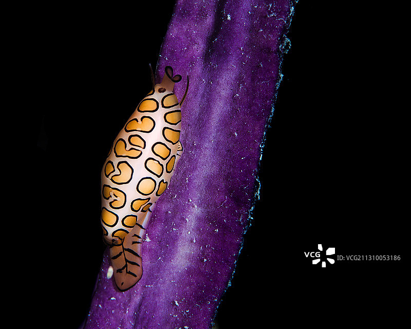 紫色油漆特写，背景为黑色，阿鲁巴图片素材