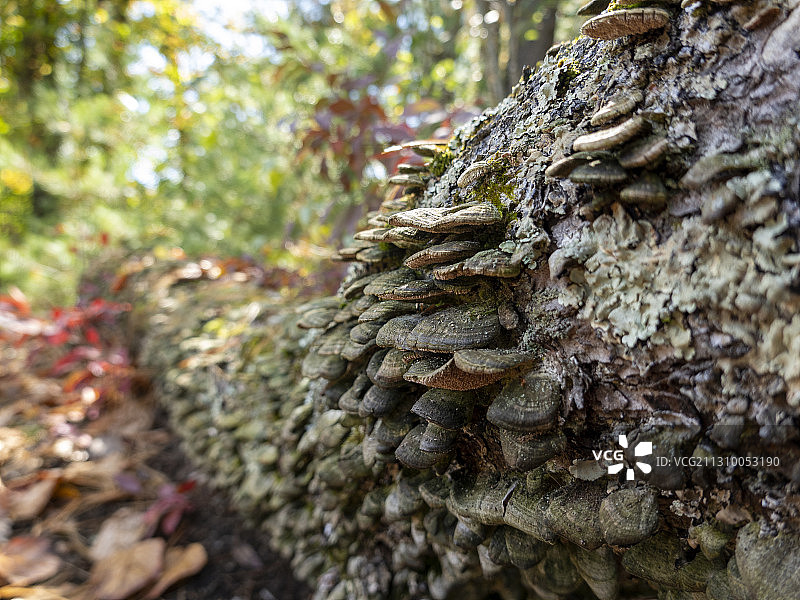 美国韦斯特福德森林中的树干特写图片素材
