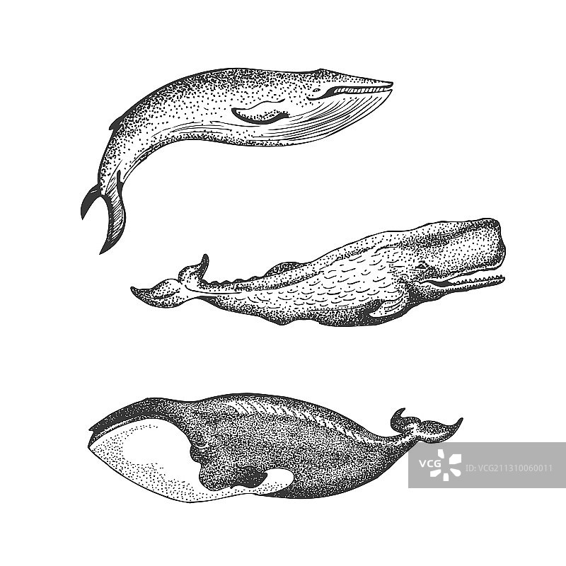 白色背景上的鲸鱼图形合集图片素材