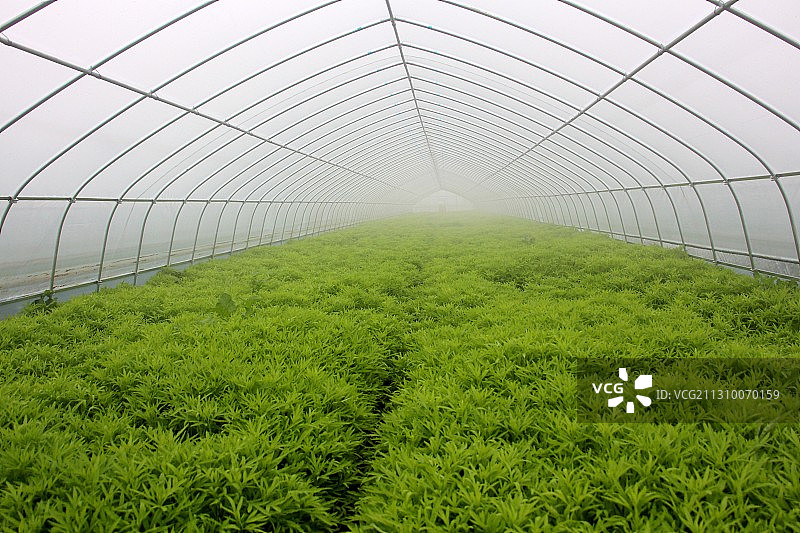 茎壮叶绿鲜嫩可口的藜蒿图片素材