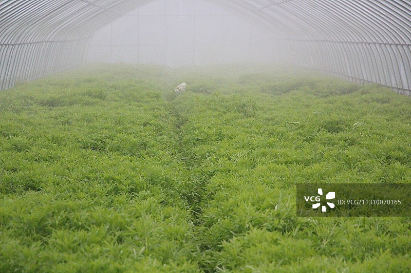 茎壮叶绿鲜嫩可口的藜蒿图片素材