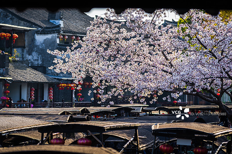 春天清明自由行浙江嘉兴西塘古镇赏花图片素材