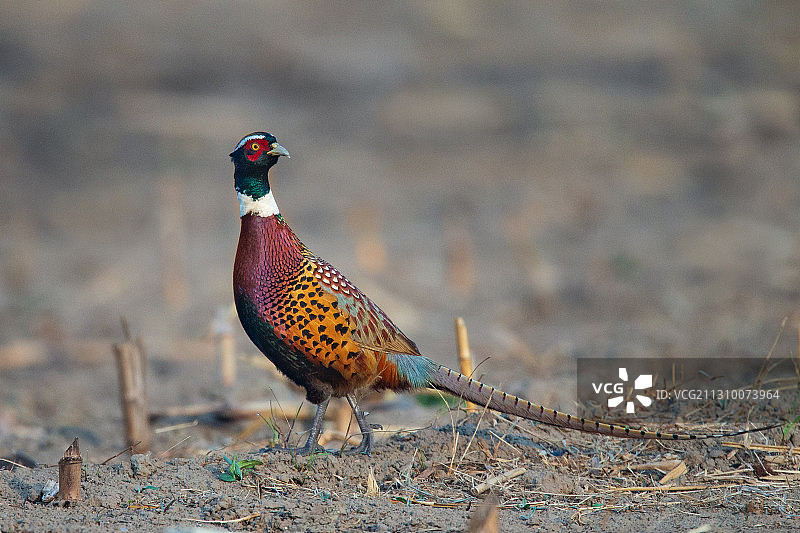 雉鸡 Common Pheasant图片素材