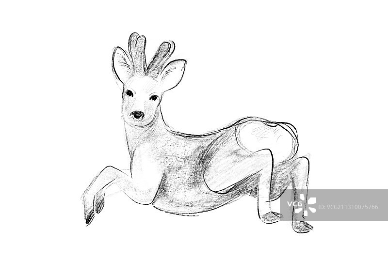 古典素描野生保护动物图谱狍子图片素材