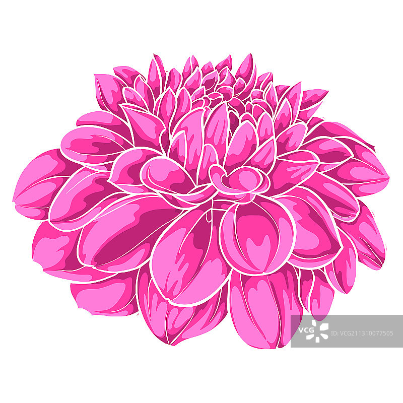 白色背景上美丽的粉色大丽花图片素材