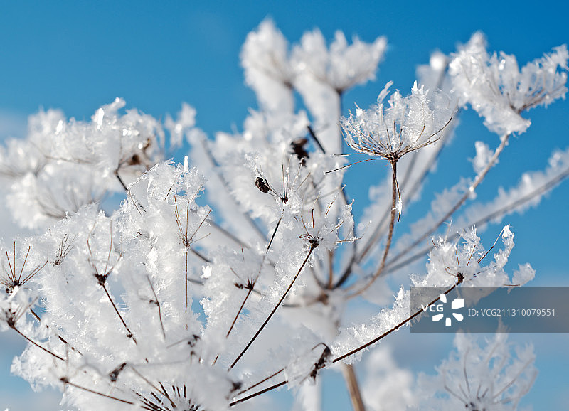 天空背景下的冰冻植物特写图片素材
