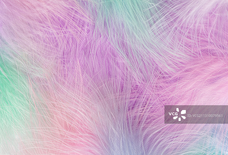 羽毛特写图片素材