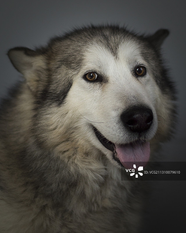 灰背景下的阿拉斯加雪橇犬特写肖像，苏博蒂察，塞尔维亚图片素材