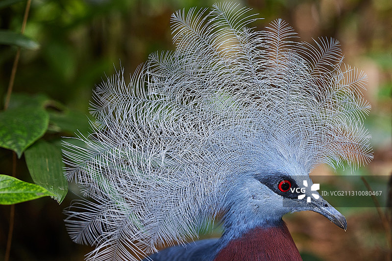 特写的孔雀图片素材