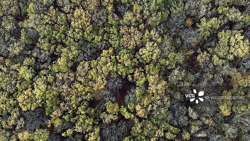 森林中的树木全景图片素材