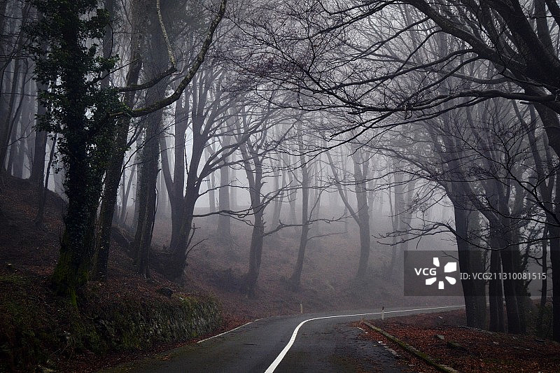 意大利卡拉布里亚圣菲利雾天森林中树木掩映下的空旷道路图片素材