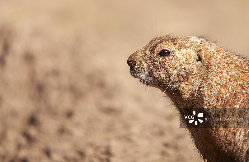田野中的草原犬鼠特写图片素材