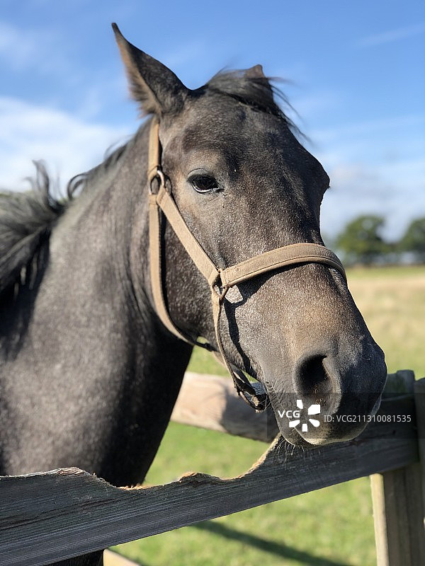 纯种马站立在天空背景下的特写图片素材