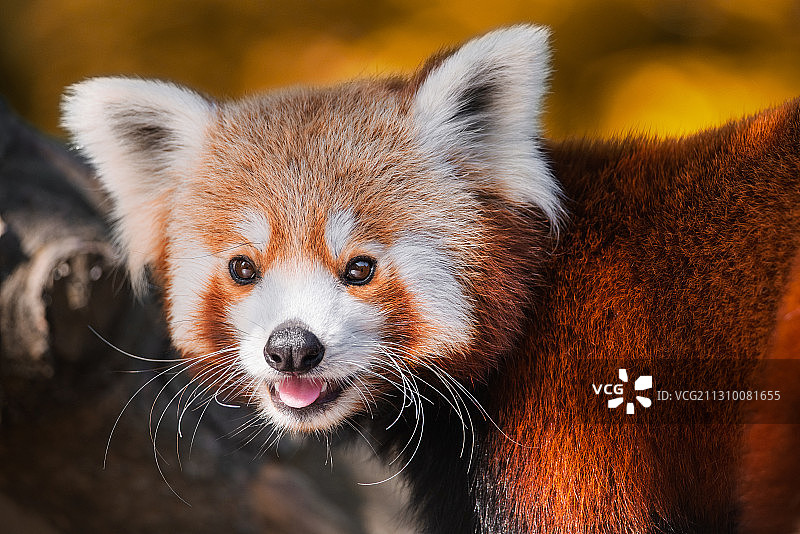 狗的特写肖像图片素材