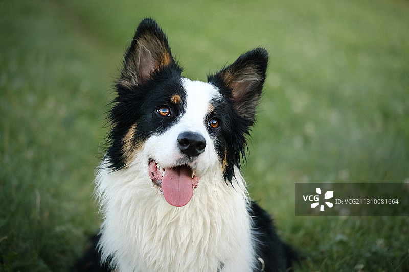 牧羊犬在田野上的肖像图片素材