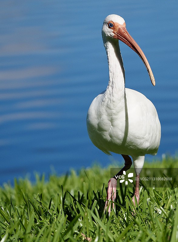 宜必思栖息在草地上的侧视图，迈阿密湖，佛罗里达州，美国图片素材