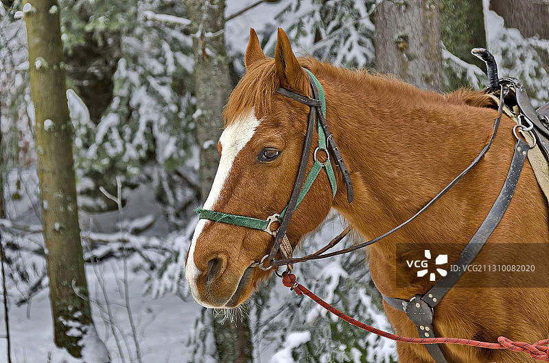 保加利亚里拉山脉雪地上纯种马的特写图片素材