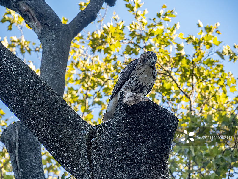 低角度拍摄的猫头鹰栖息在树上，卡尔·舒尔茨公园，美国图片素材
