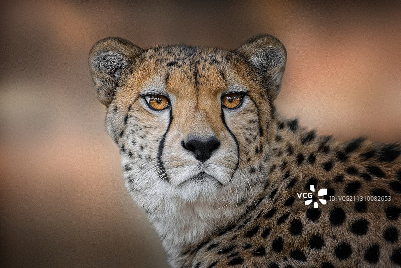 猎豹特写图片素材