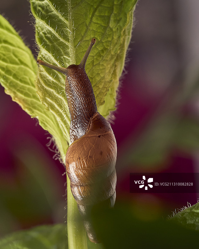阿根廷布宜诺斯艾利斯，植物上的蜗牛特写图片素材
