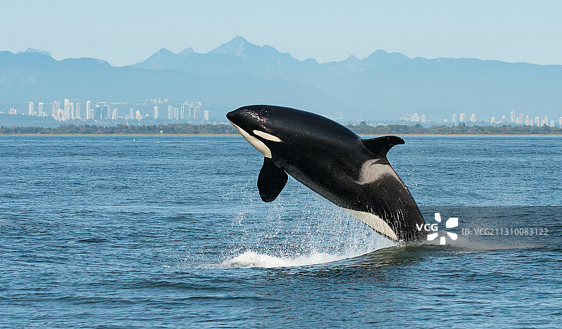 虎鲸在海中游泳图片素材