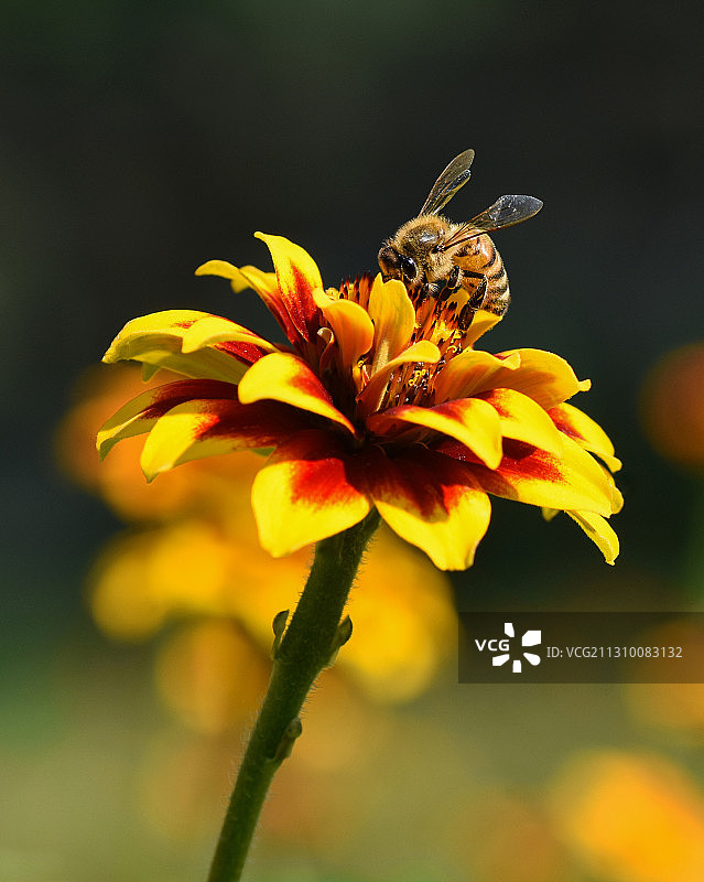 蜜蜂在黄花上授粉的特写图片素材