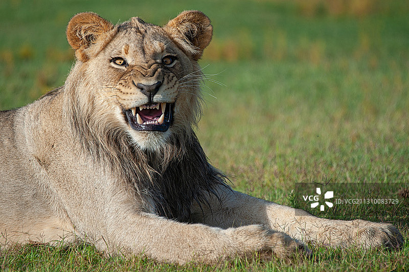 雌狮，南非 Welgevonden 禁猎区图片素材