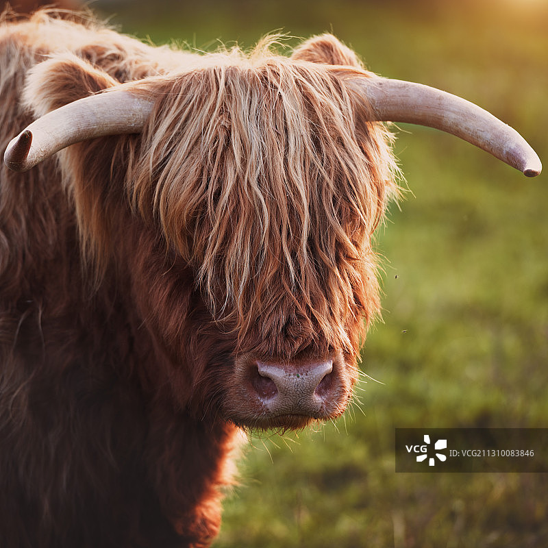 在苏格兰斯通黑文卡特莱恩田野上的高地牛图片素材