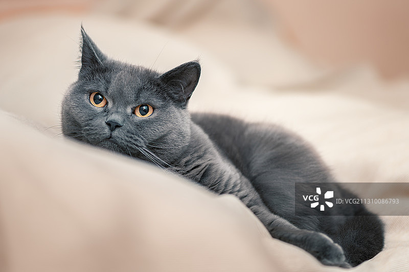 猫躺在床上的特写肖像图片素材