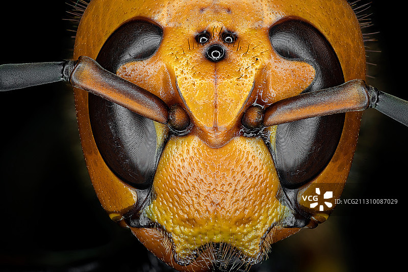 大黄蜂图片素材