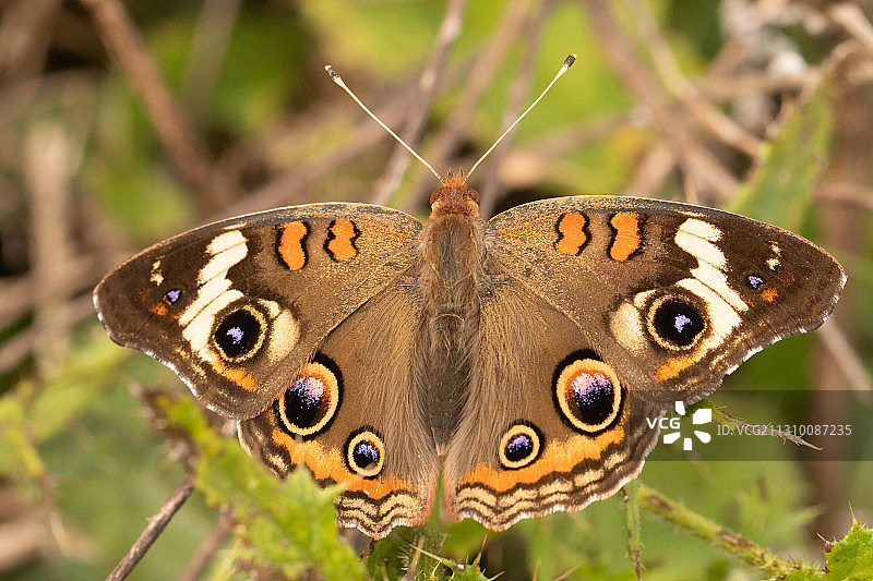 植物上的蝴蝶特写，美国南卡罗来纳州图片素材