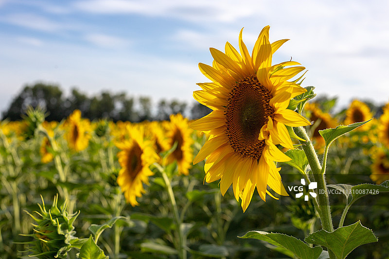 田间黄色开花植物特写图片素材