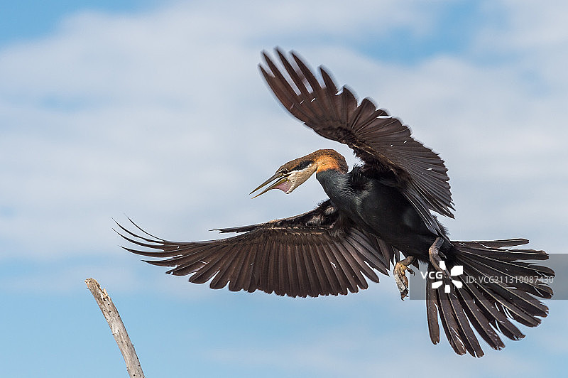 肯尼亚巴林戈郡，鸬鹚飞翔仰视图片素材