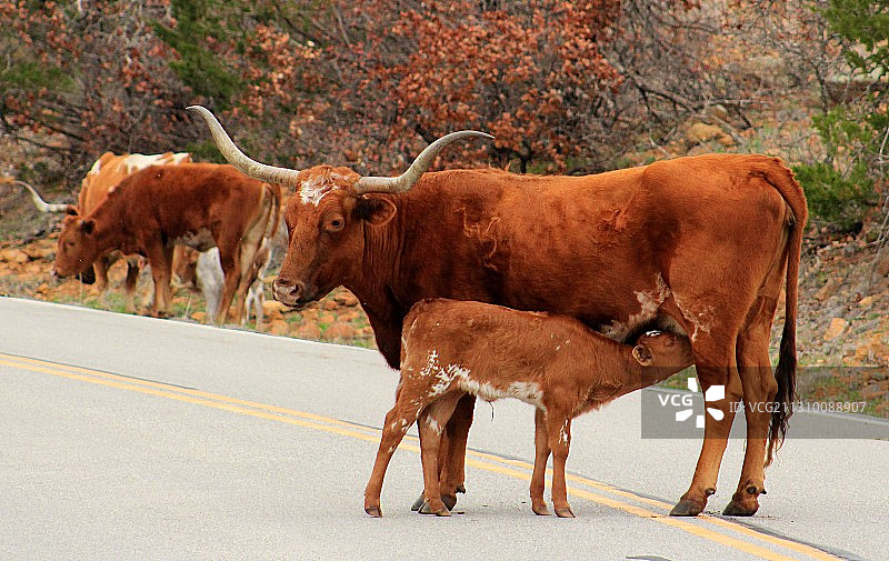 站在路上的奶牛的侧视图图片素材
