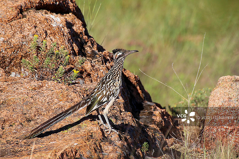 美国俄克拉荷马州，栖息在岩石上的走鹃鸟特写图片素材