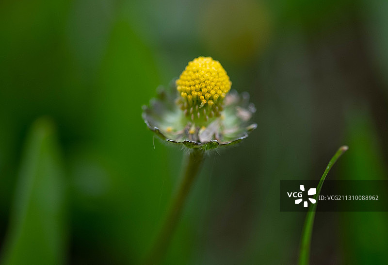 黄色开花植物特写图片素材