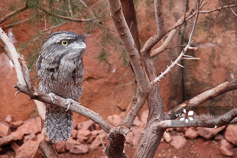 树枝上的茶色蟆口鸱特写图片素材