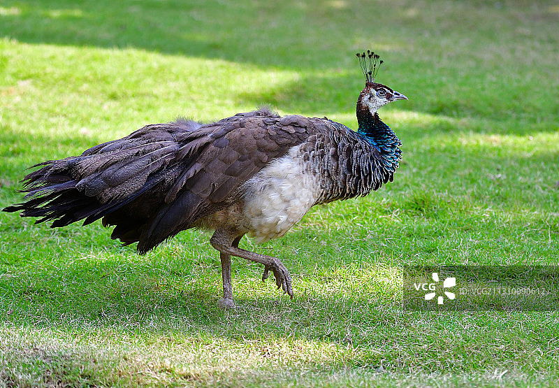 草坪上散步的雌性孔雀图片素材