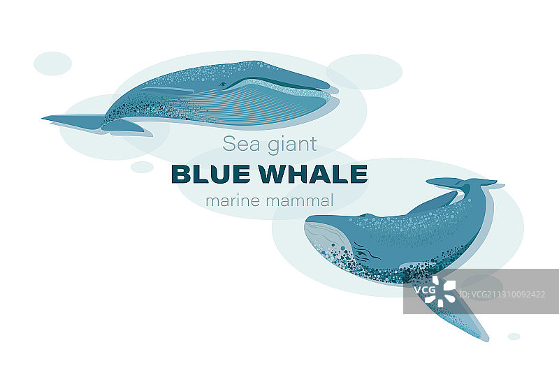 水下蓝色鲸鱼素描图片素材